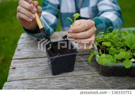 Aster roots are carefully spread out as the farmer plants each seedling into a fresh pot. Aster roots are carefully spread out as the farmer plants each seedling into a fresh pot. 136333751
