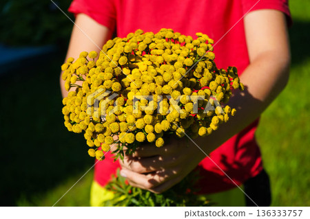 A close-up of the hands of a man holding a large bouquet of tansy. A close-up of the hands of a man holding a large bouquet of tansy. 136333757