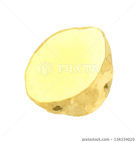 Potato cut in half - Hand-drawn watercolor illustration of vegetables 136334020