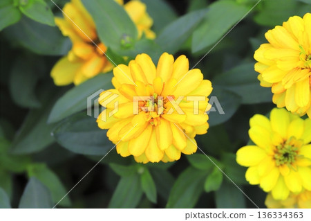 美麗的百日菊花 美麗的百日菊花 136334363