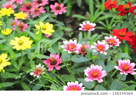 Beautiful zinnia flowers Beautiful zinnia flowers 136334364