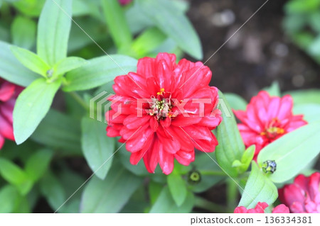 Beautiful zinnia flowers Beautiful zinnia flowers 136334381