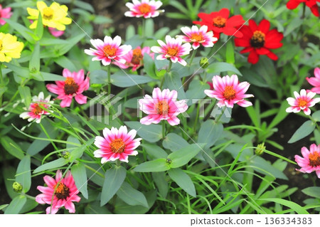 美麗的百日菊花 美麗的百日菊花 136334383