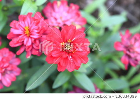 Beautiful zinnia flowers 136334389