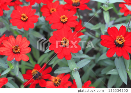 Beautiful zinnia flowers Beautiful zinnia flowers 136334390