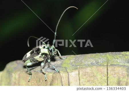 拉米舉行 拉米舉行 136334403