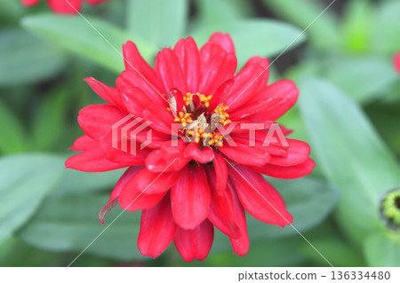 多年生植物美麗的花 136334480