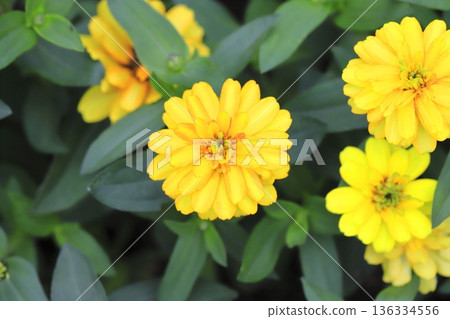 Beautiful zinnia flowers Beautiful zinnia flowers 136334556