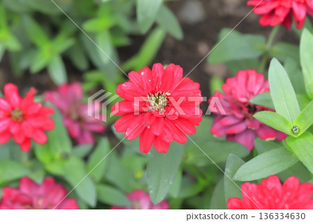 Beautiful zinnia flowers Beautiful zinnia flowers 136334630