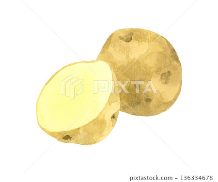 Potato cut in half - Hand-drawn watercolor illustration of vegetables 136334678