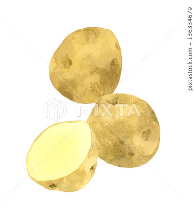 Potato set - Hand-drawn watercolor illustration of vegetables 136334679