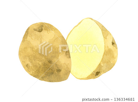 Potato cut in half - Hand-drawn watercolor illustration of vegetables Potato cut in half - Hand-drawn watercolor illustration of vegetables 136334681