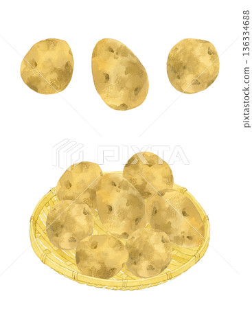 Potatoes on a bamboo basket - hand-drawn watercolor illustration of vegetables 136334688