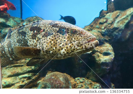 Close-up of a large spotted fish swimming in an aquarium Close-up of a large spotted fish swimming in an aquarium 136334755