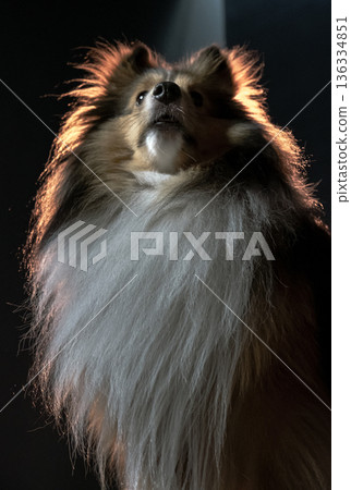 A Shetland Sheepdog with a luxurious, long, sable and white coat and a fluffy mane (Sheltie) in a striking pose. A Shetland Sheepdog with a luxurious, long, sable and white coat and a fluffy mane (Sheltie) in a striking pose. 136334851