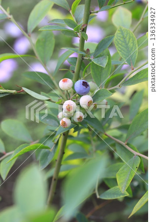 已經開始變色的藍莓果實 已經開始變色的藍莓果實 136334927