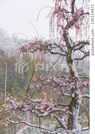Red plum tree covered in snow Beautiful plum tree and snow Red plum tree covered in snow Beautiful plum tree and snow 136334973