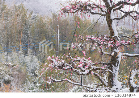 Red plum tree covered in snow Beautiful plum tree and snow Red plum tree covered in snow Beautiful plum tree and snow 136334974