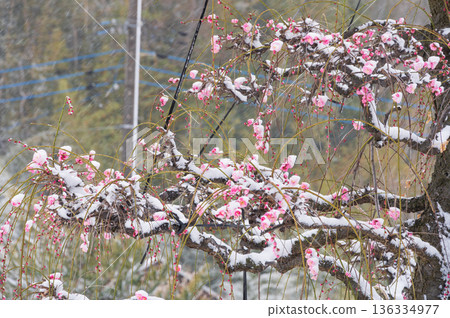 紅梅樹被雪覆蓋，美麗的梅樹和雪景 136334977