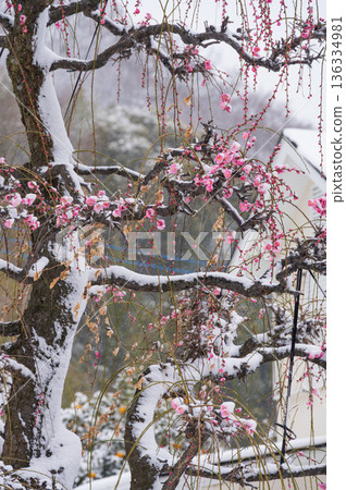 紅梅樹被雪覆蓋,美麗的梅樹和雪景 紅梅樹被雪覆蓋,美麗的梅樹和雪景 136334981