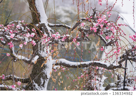 紅梅樹被雪覆蓋,美麗的梅樹和雪景 紅梅樹被雪覆蓋,美麗的梅樹和雪景 136334982