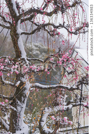 紅梅樹被雪覆蓋,美麗的梅樹和雪景 紅梅樹被雪覆蓋,美麗的梅樹和雪景 136334983