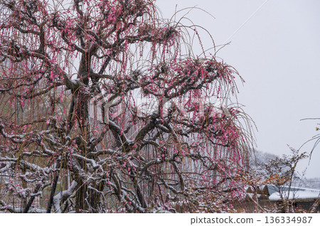 Red plum tree covered in snow Beautiful plum tree and snow 136334987
