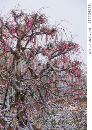 Red plum tree covered in snow Beautiful plum tree and snow Red plum tree covered in snow Beautiful plum tree and snow 136334988