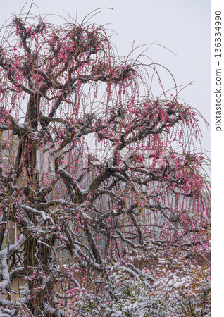 Red plum tree covered in snow Beautiful plum tree and snow Red plum tree covered in snow Beautiful plum tree and snow 136334990