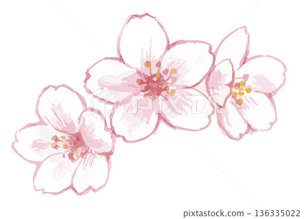 櫻花插圖。向量圖素材。 櫻花插圖。向量圖素材。 136335022