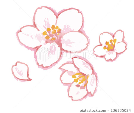櫻花插圖。向量圖素材。 櫻花插圖。向量圖素材。 136335024