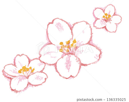 Cherry blossom illustration. Vector illustration material. Cherry blossom illustration. Vector illustration material. 136335025