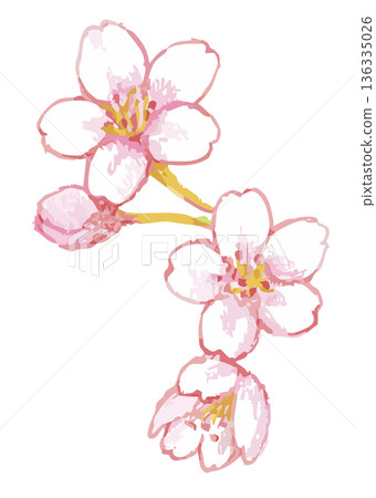 Cherry blossom illustration. Vector illustration material. 136335026