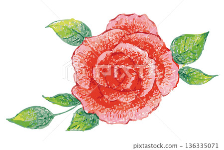 Rose illustration material. Vector illustration material Rose illustration material. Vector illustration material 136335071