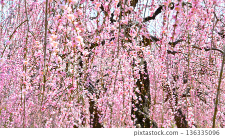 Weeping plums in full bloom with a beautiful pink color Weeping plums in full bloom with a beautiful pink color 136335096