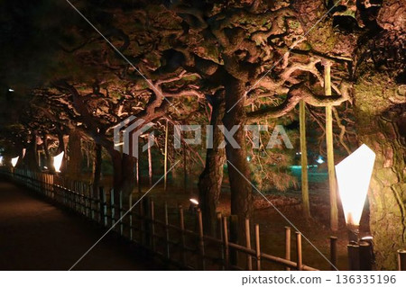 Illuminated pine tree-lined paths and bamboo fences decorate the Japanese garden at night Illuminated pine tree-lined paths and bamboo fences decorate the Japanese garden at night 136335196