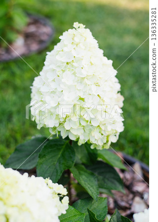 Panicle Hydrangea Pinky Promise Blossoming in Garden Panicle Hydrangea Pinky Promise Blossoming in Garden 136335281
