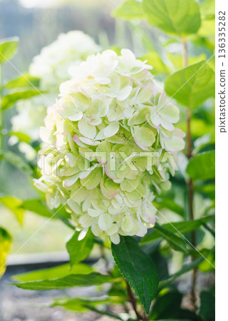 Bonfire panicle hydrangea bush with fresh flowers Bonfire panicle hydrangea bush with fresh flowers 136335282