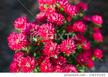 Blooming Chinese aster Troubadour with vibrant purple flowers 136335283
