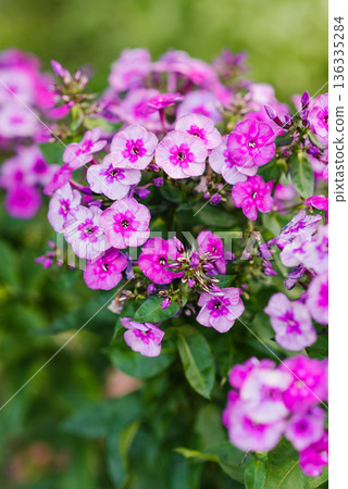 Phlox Classic Cassis with lavender tones 136335284