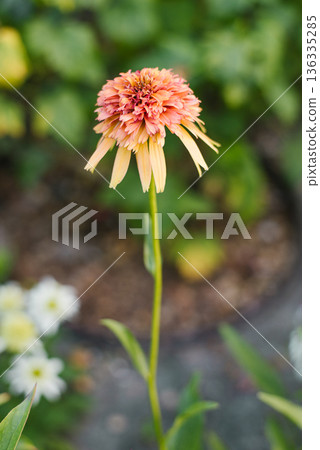 Echinacea Marmalade in full bloom Echinacea Marmalade in full bloom 136335285