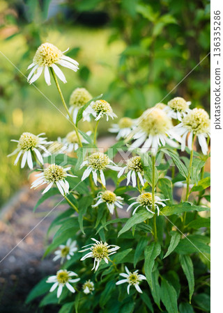 Fluffy white echinacea Double Delight in full bloom Fluffy white echinacea Double Delight in full bloom 136335286