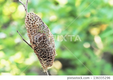 楠木繭（空繭） 136335296