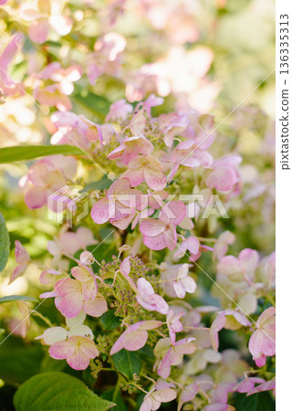 Panicle Hydrangea Wims Red Turning Pink Panicle Hydrangea Wims Red Turning Pink 136335313