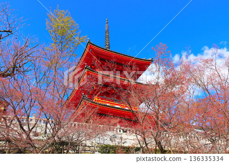 Ancient pavilion in Fushimi Inari shrine, Kyoto. Spring time, sakura blossom season in Japan. Traditional japanese hanami festival. Spring cherry blossoming season in Asia. Topic of travel, trip, tour 136335334