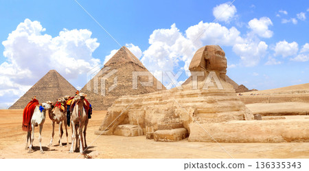 Camels, Great Sphinx and pyramids of Chephren and Cheops, Cairo, Egypt. Great Pyramids and statue of Sphinx, Giza complex. Topic of summer vacation, travel, trip abroad on vacation, cruises and tours 136335343