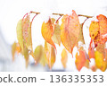 First snow on cherry trees, autumn leaves, early winter, street trees 136335353