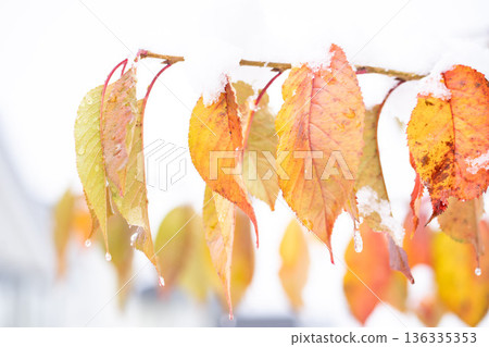 First snow on cherry trees, autumn leaves, early winter, street trees First snow on cherry trees, autumn leaves, early winter, street trees 136335353