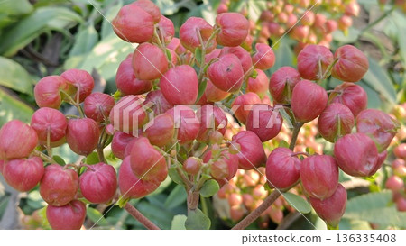Bud of Bryophyllum plant , Hypericum Berry Flower Red in Bulk. Filler Flower . Hypericum Red Bud of Bryophyllum plant , Hypericum Berry Flower Red in Bulk. Filler Flower . Hypericum Red 136335408