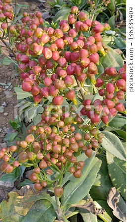 Bud of Bryophyllum plant , Hypericum Berry Flower Red in Bulk. Filler Flower . Hypericum Red Bud of Bryophyllum plant , Hypericum Berry Flower Red in Bulk. Filler Flower . Hypericum Red 136335409